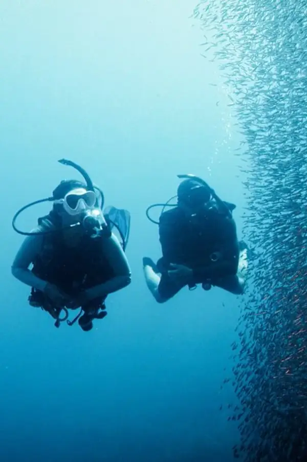 2 scuba divers swim past a large school of small fishes in blue water