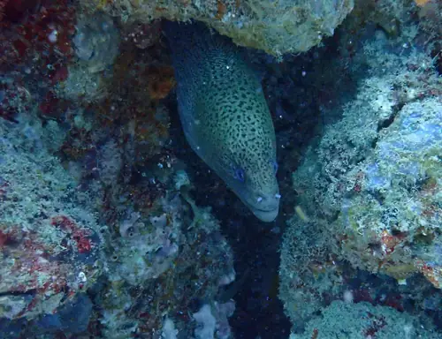 a giant moray a giant moray