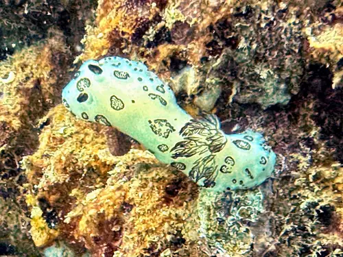 an ornate nudibranch oin a reef an ornate nudibranch oin a reef