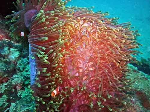 a large anemone a large anemone