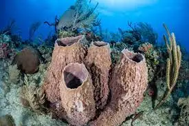 giant sponges and coral fans scene giant sponges and coral fans scene