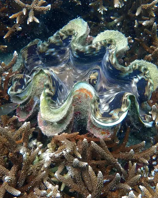 an open giant clam in a bed of hard branching staghorn coral