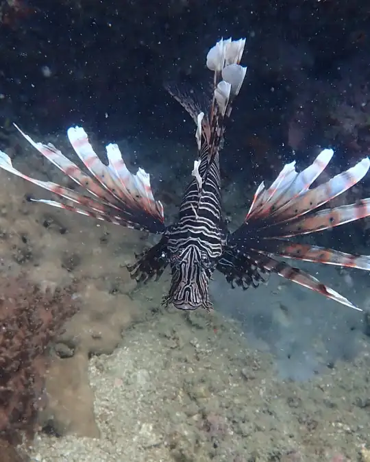 an ornate lionfish fans its fins
