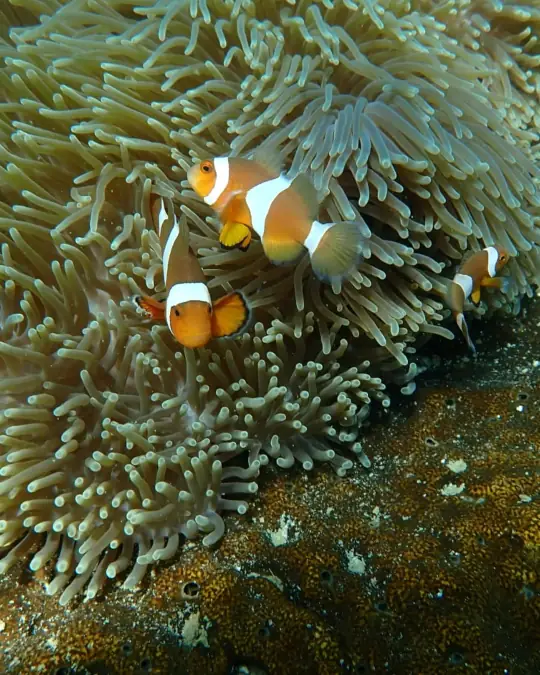 A family of 3 Clown Anemone fish on an anemone