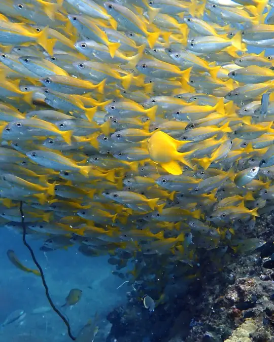 A school of snapper swim over a coral reef