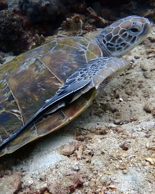 A green turtle A green turtle rests on a sandy sea bed