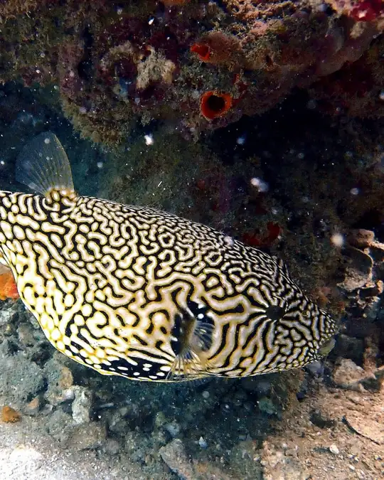 a giant mappa pufferfish swims over a sandy sea bed