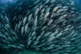 school of jacks school of jacks