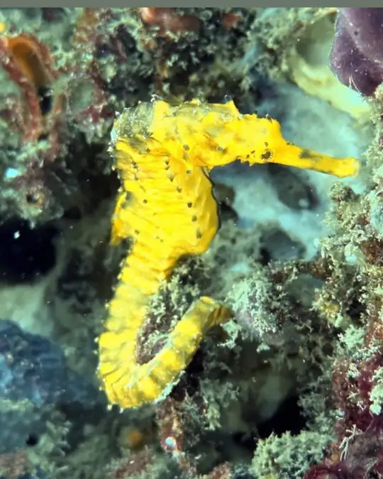 A yellow, tiger tail seahorse A yellow, tiger tail seahorse on a coral reef