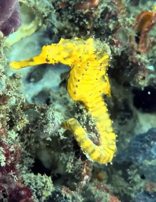 a yellow tigertail seahorse a yellow tigertail seahorse