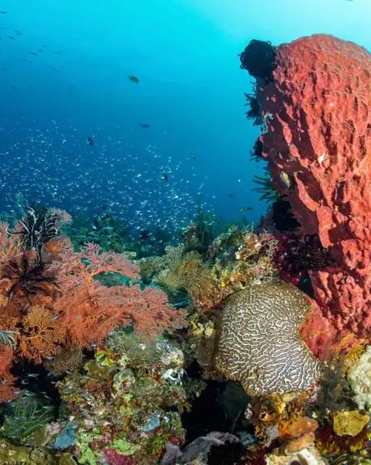 a colourful reef scene of corals, small silver fish and giant sponges