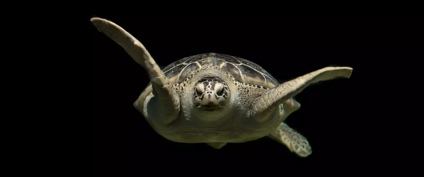a turtle swims directly towards us from very dark background