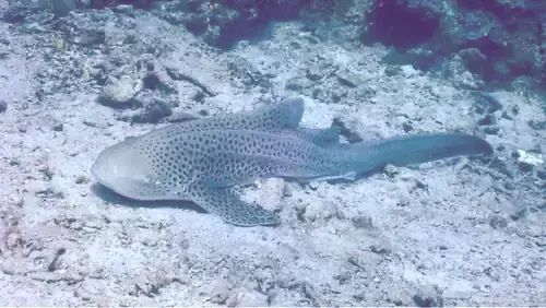 a leopard shark resting on the sea bed a zebra shark resting on the sea bed